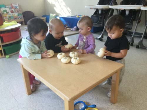 Four toddlers standing around a small wooden table, exploring mini white pumpkins.