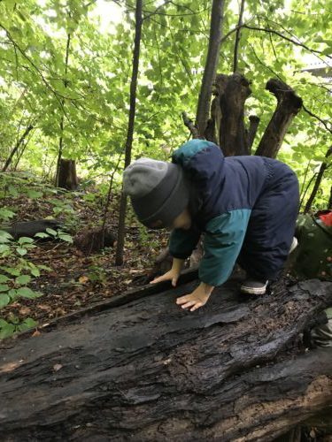 Child using hands and feet to climb a rugged log in the forest.