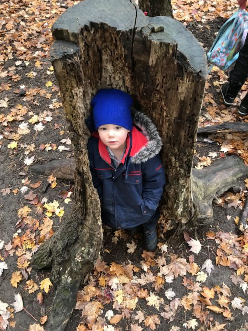 Child standing inside the hollow of a large tree stump surrounded by fallen leaves.