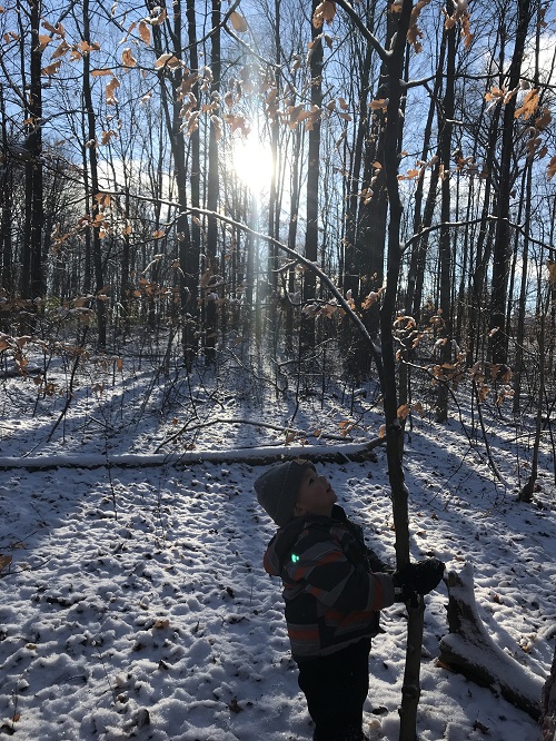 child on snowy forest trail holding on a thin bare tree and looking up at it