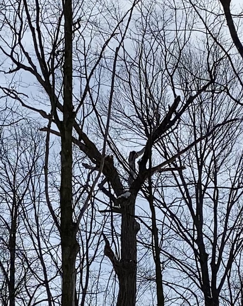 bare tree branches against blue winter sky