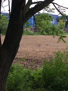 Brownish field with tree in foreground