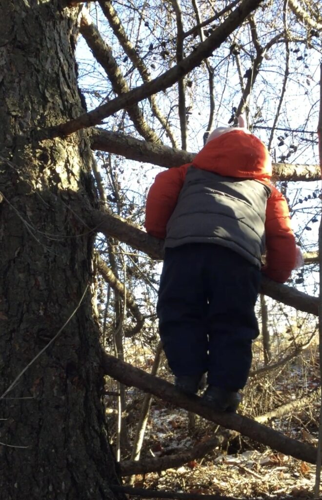 Child in winter jacket climbing a large tree, viewed from behind.