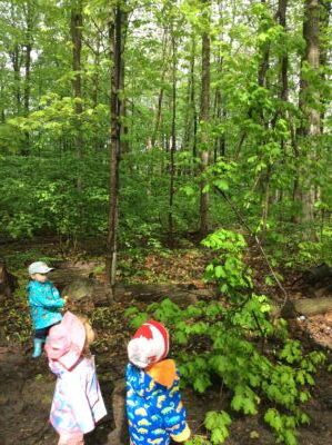 Group of toddlers looking up at the trees during a forest walk.