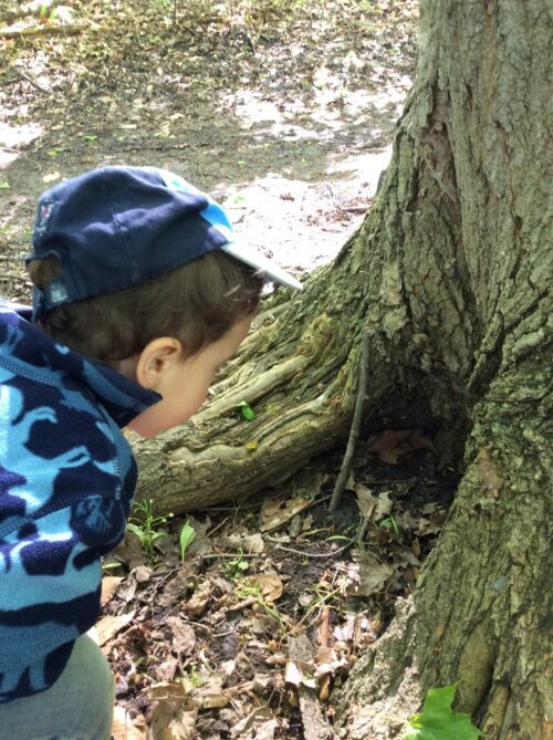 Child peering into the hollow of a tree trunk.