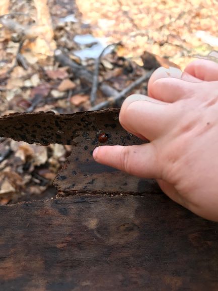 Close-up of a child's hand gently pointing to a ladybug on a piece of bark.