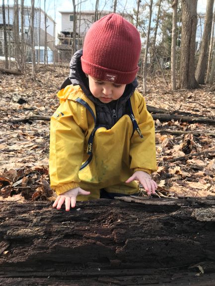 Child in a yellow rain suit and red hat touching surface of decaying log in forest.