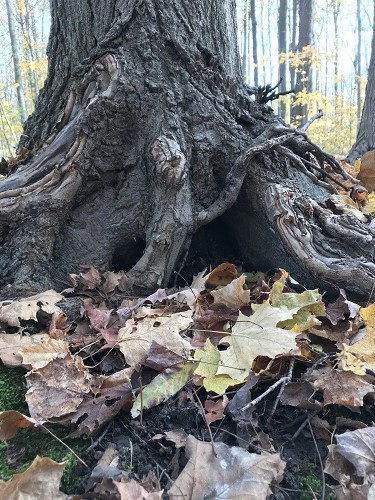 Tree trunk root pictured in an autumn forest