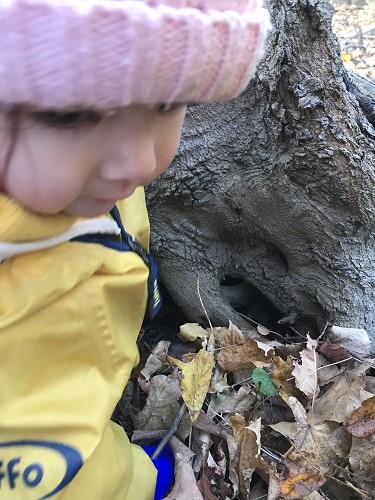 Child in a fall forest beside the root of a tree