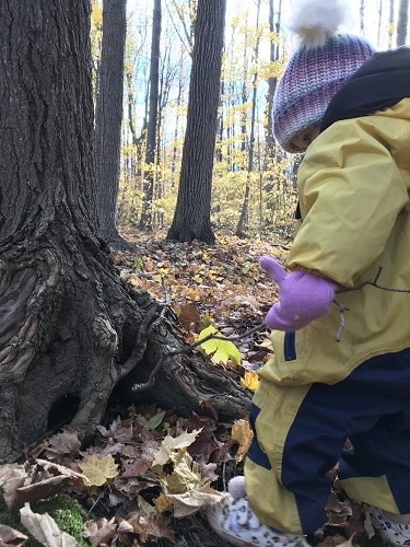 Child in yellow jacket walking in an autumn forest towards a tree.