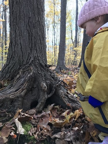 Fall forest scene, with a child in a yellow jacket approaching tree.