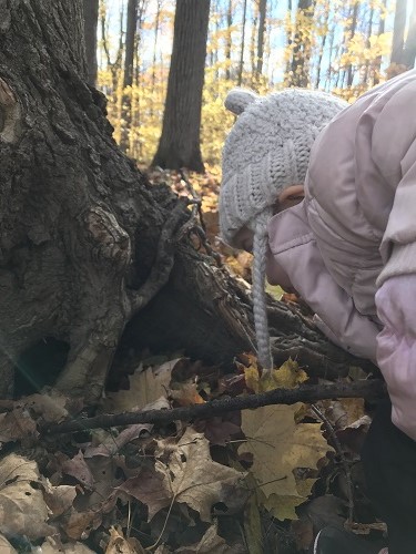 A child in pink jacket bending over to look closely at tree trunk root in a fall forest.