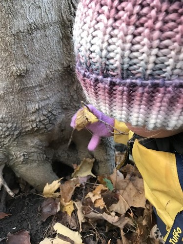 Child looking at holes in a tree root