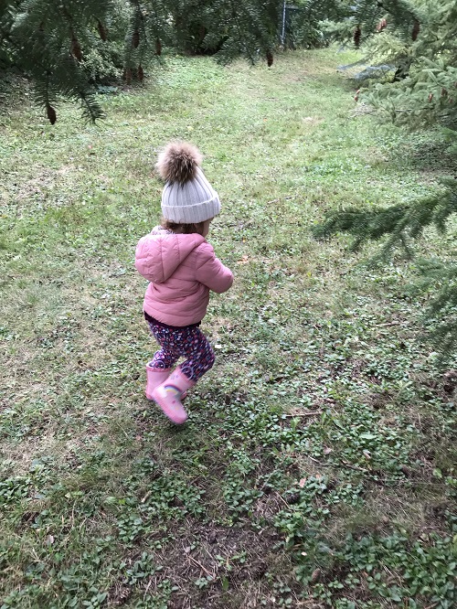 Toddler in pink jacket walking through grassy pine-covered ground, back to camera.