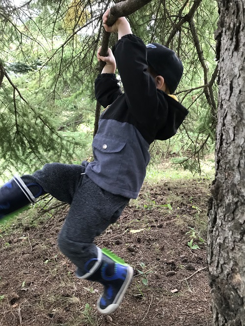 Child gripping a low pine tree branch, hanging.