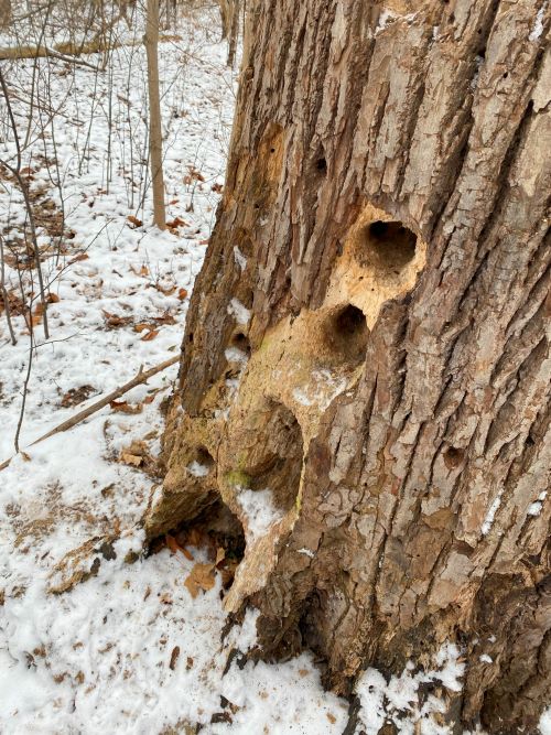 Tree trunk with holes along the bottom in a snowy forest.